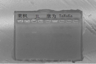 simgen-Taq 酶(Taq DNA Polymerase)-扩增产物的电泳图