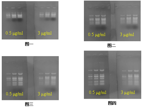 simgen-DL2000 Ladder-50×TAE缓冲液-溴化乙锭溶液(EB,10mg/ml) 核酸电泳-电泳结果图