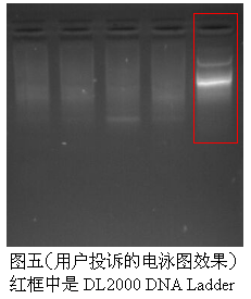 simgen-DL2000 Ladder-50×TAE缓冲液-溴化乙锭溶液(EB,10mg/ml) 核酸电泳-用户投诉的电泳效果图