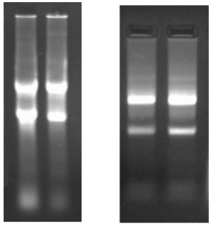 simgen-RNA纯化试剂盒-纯化150μl待纯化的RNA的电泳图