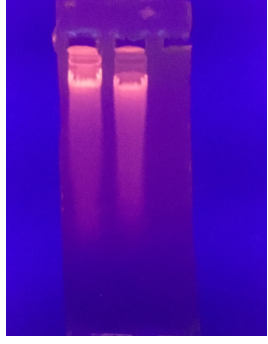 simgen-植物DNA试剂盒-电泳结果图