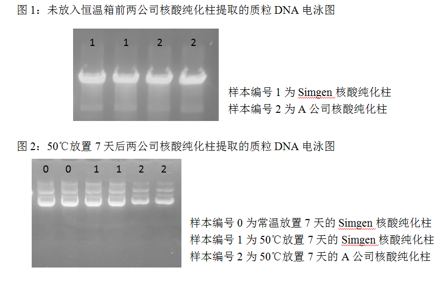  快速质粒DNA小量试剂-Sim-100超微量分光光度计-质粒纯化柱 Ⅱ-电泳结果图