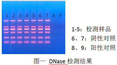 DL2000 Ladder-DNA纯化试剂盒（PCR清洁试剂盒）-DNase Ⅰ-Carrier RNA-RNase A -DNase检测电泳结果