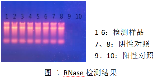 DL2000 Ladder-DNA纯化试剂盒（PCR清洁试剂盒）-DNase Ⅰ-Carrier RNA-RNase A -RNase检测电泳结果