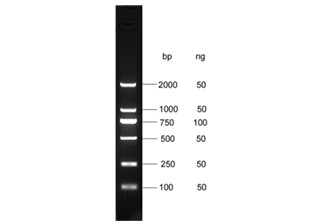 dl2000 ladder 杭州新景生物试剂开发有限公司 核酸纯化专家 simgen