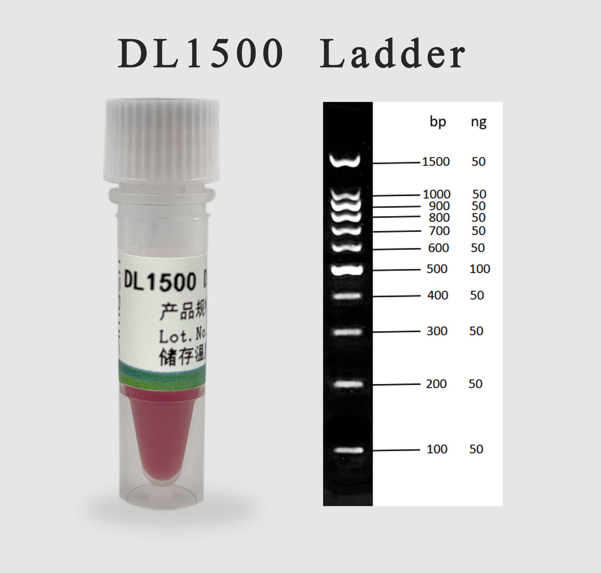 DL1500 Ladder（100 bp至1,500 bp）,DL1500 Ladder由11种长度在100 bp至1,500 bp的DNA ...