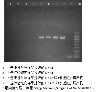 simgen-动物组织DNA试剂盒-2×Taq Plus PCR Master Mix-电泳结果