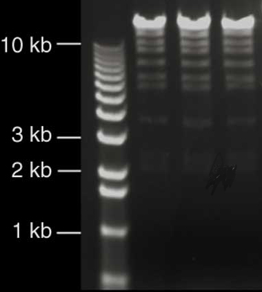 simgen- BAC/PAC DNA中量试剂盒-使用Simgen BAC/PAC DNA中量试剂盒提取的BAC DNA的电泳图