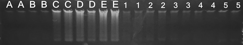 simgen-唾液DNA纯化试剂盒-电泳图