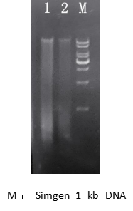 simgen-2×PCR Mix-植物/真菌DNA试剂盒-电泳结果图