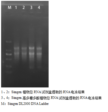 simgen-植物总RNA试剂盒-高多糖多酚植物总RNA试剂盒-电泳结果图