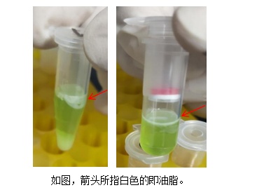 simgen-植物总RNA试剂盒-高多糖多酚植物总RNA试剂盒-残留的白色油脂示意图