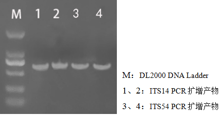 simgen-2×PCR Mix-植物/真菌DNA试剂盒-电泳结果