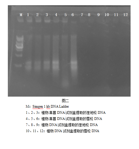 simgen-植物DNA试剂盒-植物/真菌DNA试剂盒-电泳图二
