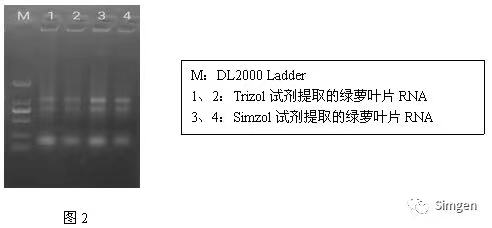 simgen-Simzol试剂-Trizol试剂-Buffer EX（可完美替换氯仿）-溶菌酶-Sim-100超微量分光光度计-电泳结果图2