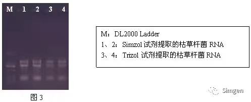 simgen-Simzol试剂-Trizol试剂-Buffer EX（可完美替换氯仿）-溶菌酶-Sim-100超微量分光光度计-电泳结果图3