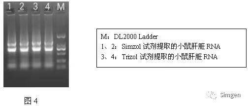 simgen-Simzol试剂-Trizol试剂-Buffer EX（可完美替换氯仿）-溶菌酶-Sim-100超微量分光光度计-电泳结果图4