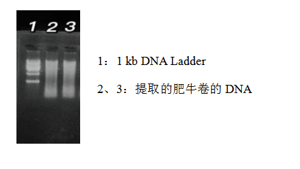 simgen-动物组织DNA试剂盒-鸡源性DNA荧光PCR检测试剂盒-鸭源性DNA荧光PCR检测试剂盒-猪源性DNA荧光PCR检测试剂盒-Sim-100超微量分光光度计-电泳图