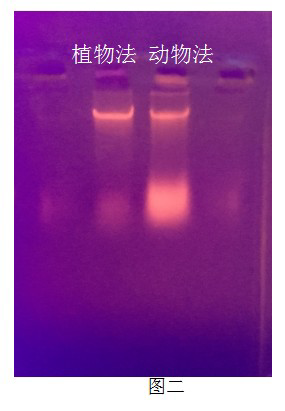 simgen-动物组织DNA试剂盒-植物DNA试剂盒-电泳图