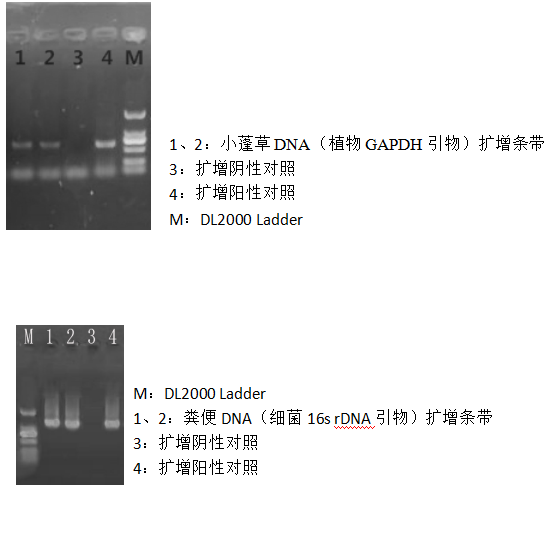 快速通用型基因组DNA提取试剂盒-2×PCR Mix-溶菌酶-电泳结果图二