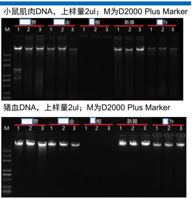 快速通用型基因组DNA提取试剂盒-电泳检测结果