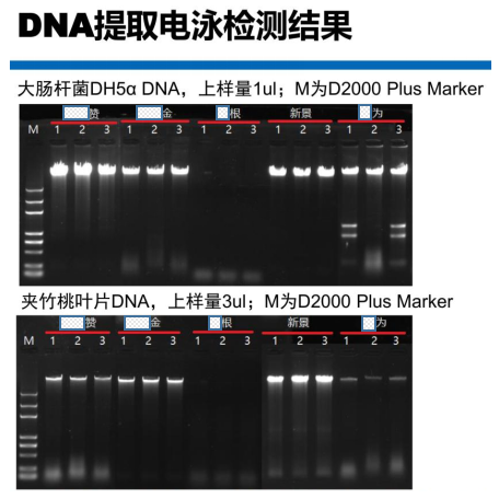 快速通用型基因组DNA提取试剂盒-DNA提取电泳检测结果