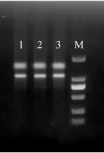 Simgen高多糖多酚植物总RNA试剂盒-DNase Ⅰ柱上消化试剂盒-提取闽楠叶片RNA电泳结果图