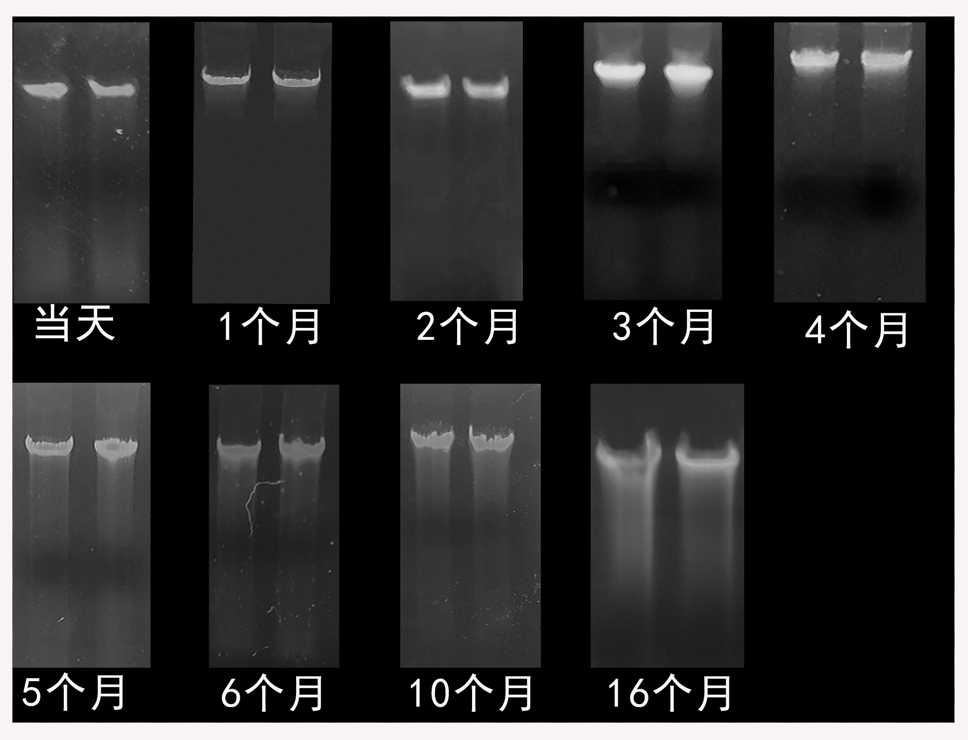 simgen-粪便DNA保存液-粪便DNA纯化试剂盒（配套粪便DNA保存液）-在1%的琼脂糖凝胶上，加入5 μl洗脱的DNA进行电泳结果